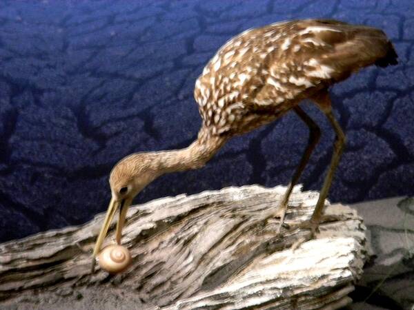 Limpkin Snack Poster featuring the photograph Limpkin Snack by Warren Thompson