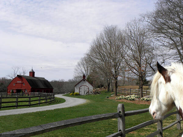 Gypsy Vanner Horse Poster featuring the photograph Looking Over My Farm by Kim Galluzzo Wozniak