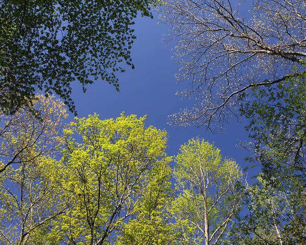 Tree Poster featuring the photograph Looking Up In Spring by Daniel Reed