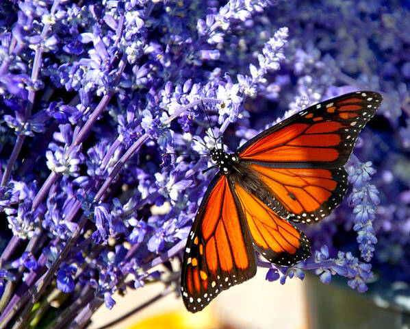 Butterfly Poster featuring the photograph Lovely Lavender by Cathy Kovarik