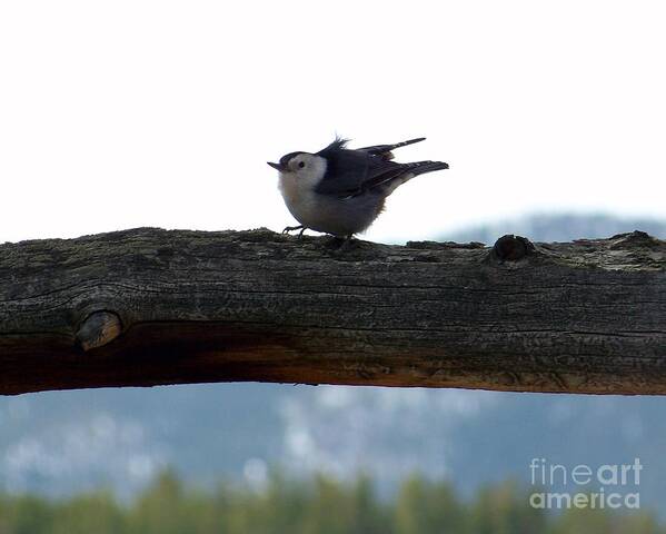 Nuthatch Poster featuring the photograph Nuthatch by Dorrene BrownButterfield