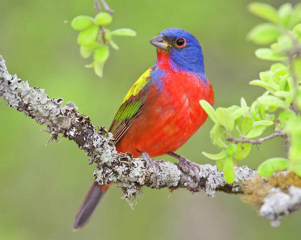 Painted Bunting Poster featuring the photograph Painted Bunting by D Robert Franz