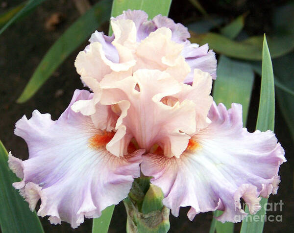 Iris Poster featuring the photograph Pastel Variations by Dorrene BrownButterfield