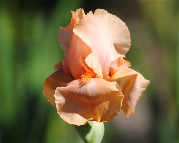 Beautiful Iris Poster featuring the photograph Peach Iris Flower II by Jai Johnson
