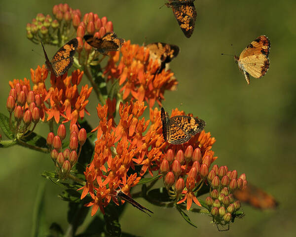 Pearly Crescentpot Butterfly Poster featuring the photograph Pearly Crescentpot Butterflies Landing On Butterfly Milkweed by Daniel Reed