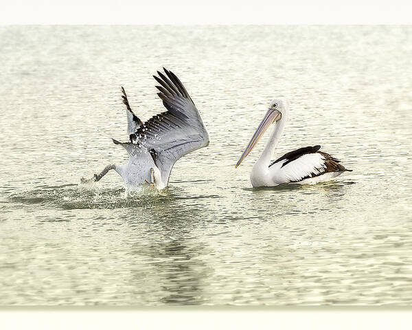Birds Poster featuring the photograph Pelican Dive 01 by Kevin Chippindall