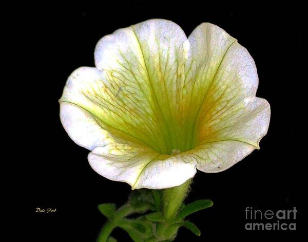 Flowers Digital Art Poster featuring the digital art Petunia 2 by Dale  Ford
