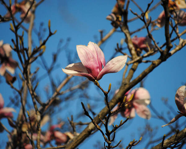 Flower Poster featuring the photograph Pink Magnolia Flower by Jai Johnson