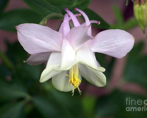 Columbine Poster featuring the photograph Pink Perfection by Dorrene BrownButterfield