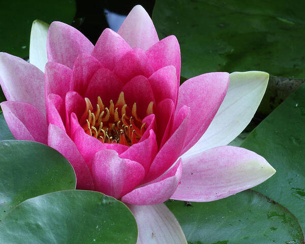 Nymphaea Poster featuring the photograph Pink Water Lily by Daniel Reed