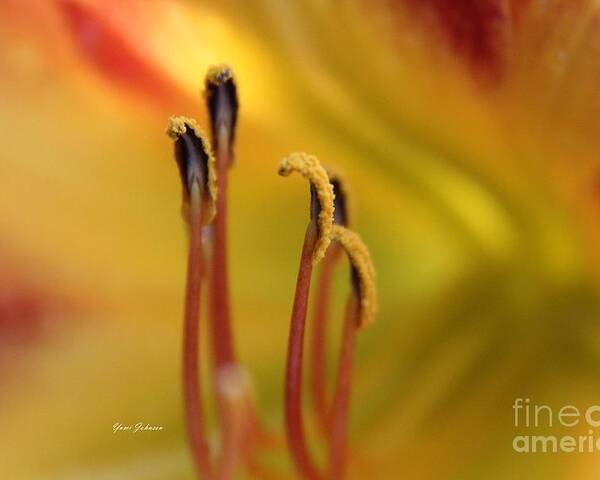 Pistils Poster featuring the photograph Pistils of the daylily by Yumi Johnson