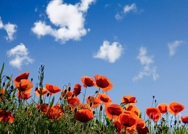 Poppy Poster featuring the photograph Poppy Flowers 05 by Nailia Schwarz