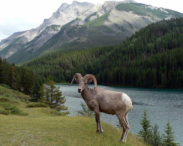 Portrait Poster featuring the photograph Portrait of a BigHorn Sheep at Lake Minnewanka by Laurel Best