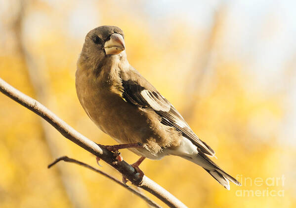 Grosbeak Poster featuring the photograph Pretty in Yellow by Cheryl Baxter