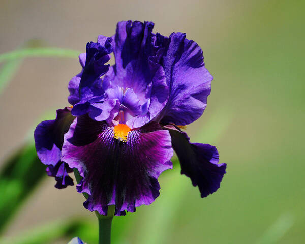 Beautiful Iris Poster featuring the photograph Purple and Orange Iris 2 by Jai Johnson