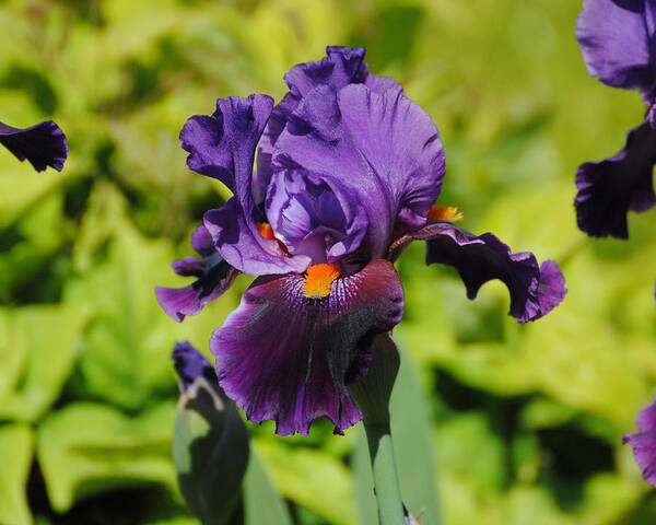 Beautiful Iris Poster featuring the photograph Purple and Orange Iris Flower by Jai Johnson