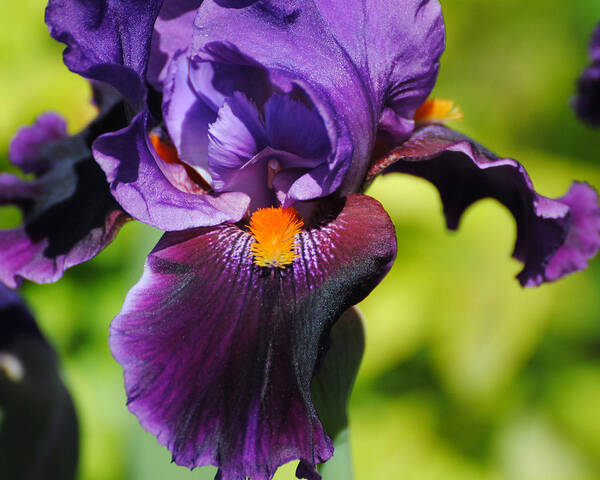 Beautiful Iris Poster featuring the photograph Purple and Orange Iris II by Jai Johnson