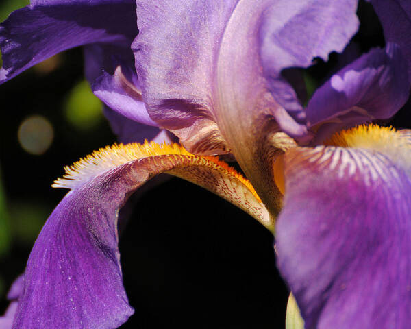 Beautiful Iris Poster featuring the photograph Purple and Yellow Iris Close Up by Jai Johnson