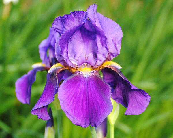 Beautiful Iris Poster featuring the photograph Purple and Yellow Iris Flower by Jai Johnson