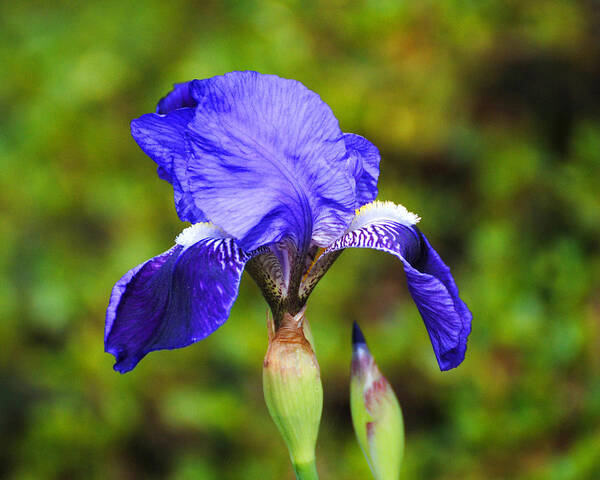 Beautiful Iris Poster featuring the photograph Purple Iris Flower by Jai Johnson