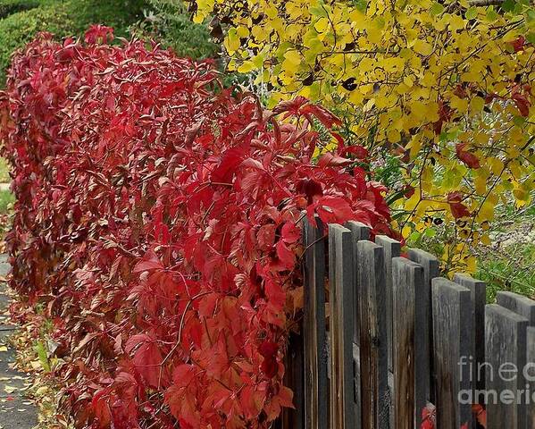 Fall Colors Poster featuring the photograph Red Fence by Dorrene BrownButterfield