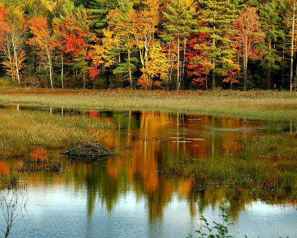 Autumn Poster featuring the photograph Reflections by Cathy Kovarik