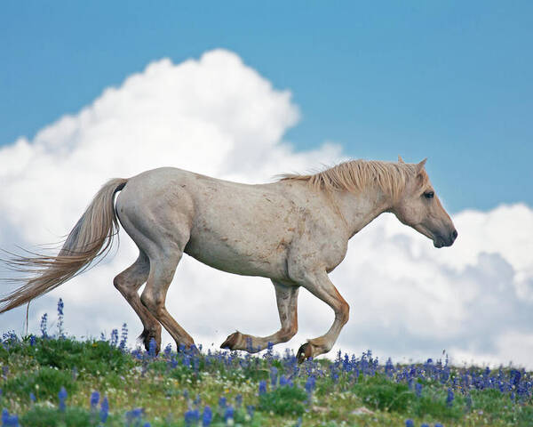 Wild Horse Poster featuring the photograph Ridgetop Gallop by D Robert Franz