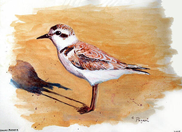 Bird Poster featuring the painting Snowy Plover by Chriss Pagani