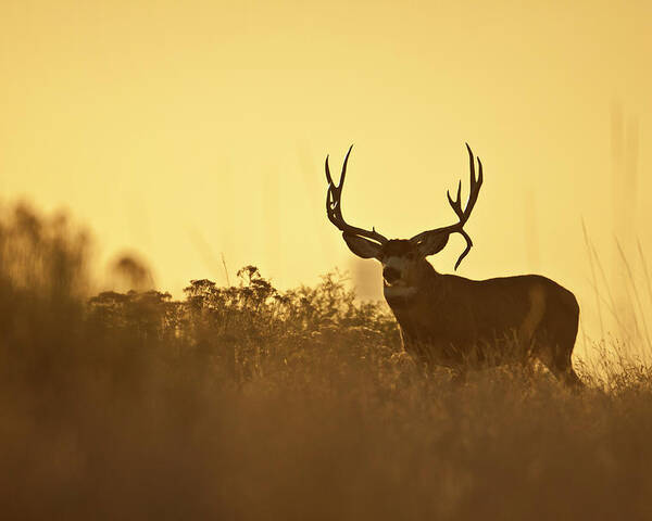 Mule Deer Poster featuring the photograph Sunset Mule Deer Buck by D Robert Franz