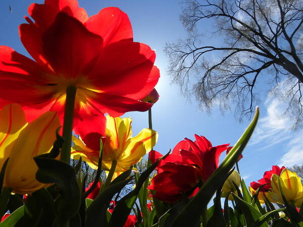 Tulips Poster featuring the photograph Tulips in Sunshine by Peggy McDonald