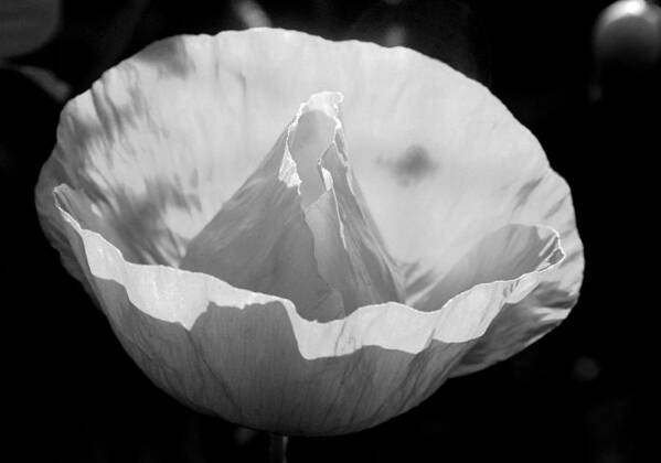 Background Poster featuring the photograph White poppy flower by Emanuel Tanjala