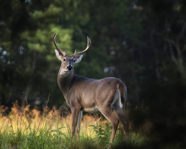 Whitetail Deer Poster featuring the photograph Whitetail Buck in Ponca Wilderness by Michael Dougherty