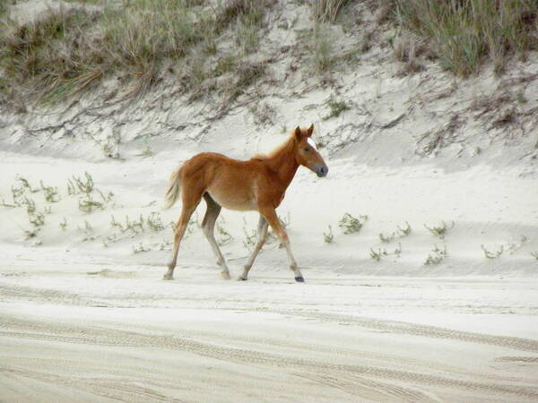 Foal Poster featuring the photograph Wild Spanish Mustang Foal of the Outer Banks of North Carolina by Kim Galluzzo Wozniak