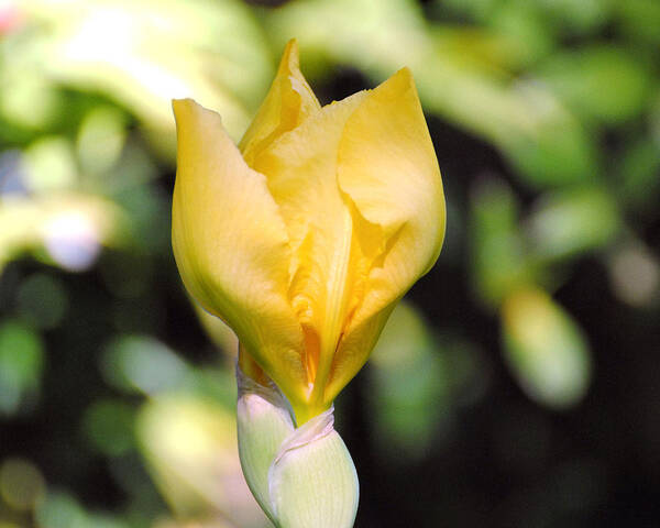 Beautiful Iris Poster featuring the photograph Yellow Iris Bloom by Jai Johnson