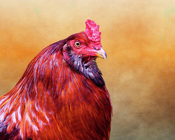 schweizisk mynte fordel Big Red Rooster Poster by Carol Leigh - Fine Art America