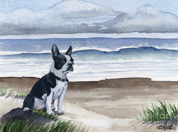 Boston Terrier Poster featuring the painting Boston Terrier At The Beach by David Rogers
