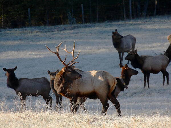 Bull Elk Poster featuring the photograph Bull Elk in Frost by Michael Dougherty