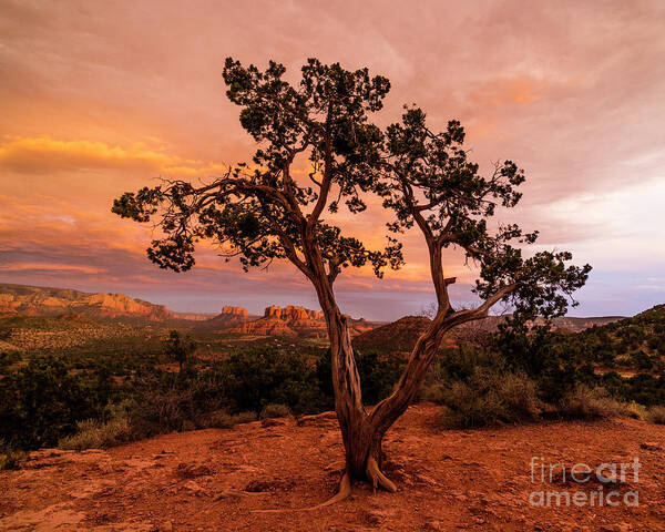Cathedral Rock Poster featuring the photograph Cathedral Rock near Sedona arizona #1 by Garry McMichael