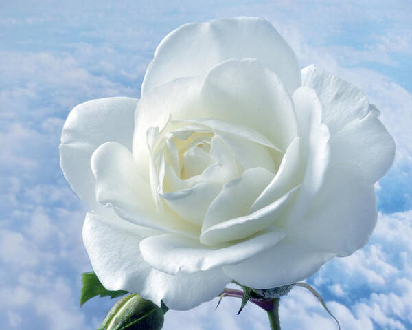 Rose Poster featuring the photograph Heavenly White Rose. by Terence Davis