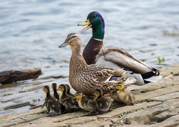 Mallard Poster featuring the photograph Mallard Duck Family by Holden The Moment