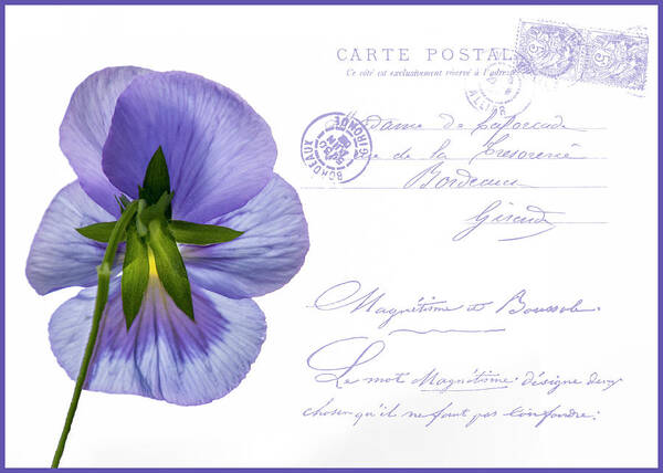 Postcard Poster featuring the photograph Pansy Postcard by Cathy Kovarik