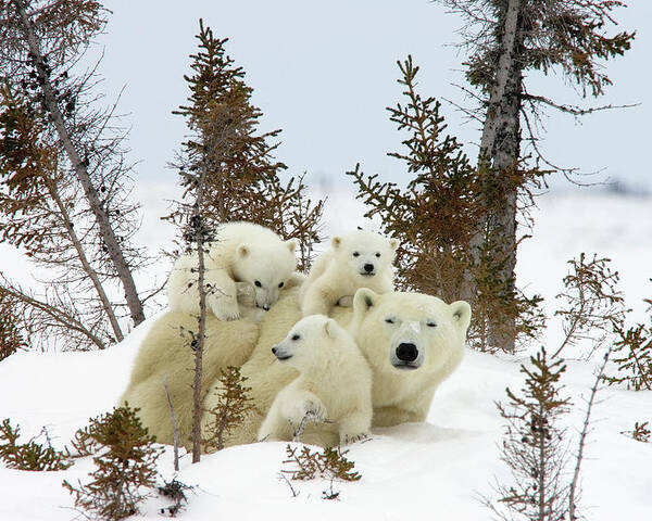 Mp Poster featuring the photograph Polar Bear Ursus Maritimus Trio by Matthias Breiter