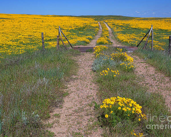Yellow Wildflowers Poster featuring the photograph The Golden Gate by Jim Garrison