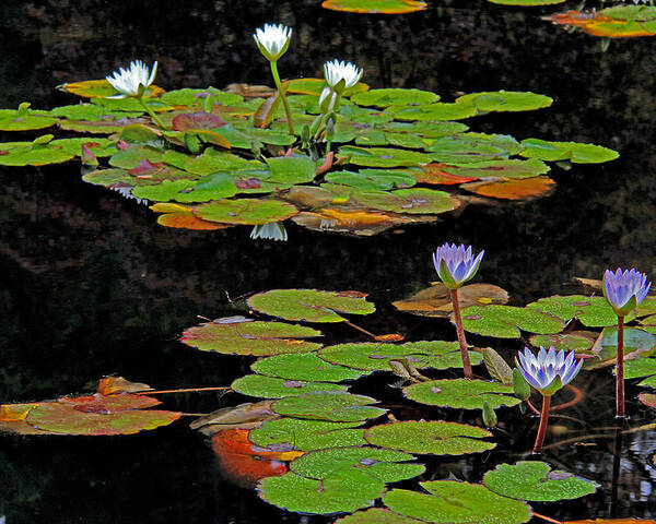 Water Lilies Poster featuring the photograph Waterlilies 6 by Richard Krebs