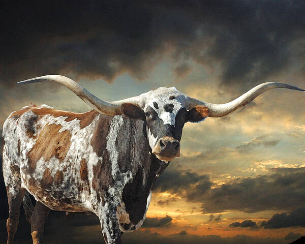 Texas Longhorn Poster featuring the photograph West of El Segundo by Robert Anschutz