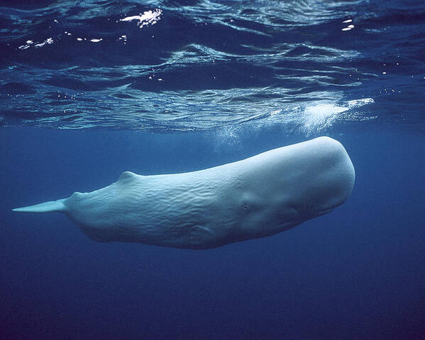 00270022 Poster featuring the photograph White Sperm Whale by Hiroya Minakuchi