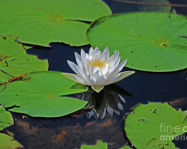 White Water Lily Poster featuring the photograph 2- White Water Lily by Joseph Keane