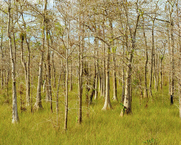 Big Cypress National Preserve Poster featuring the photograph Florida Everglades by Raul Rodriguez