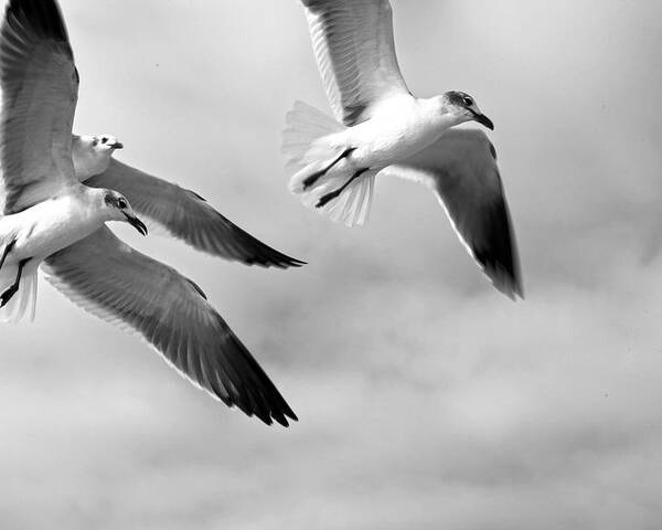 Bird Poster featuring the photograph 3 Gulls by Robert Och