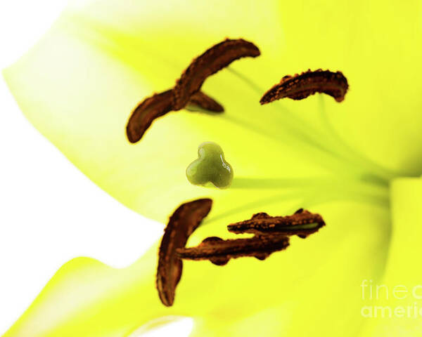 Abstract Poster featuring the photograph Oriental Lily Flower by Raul Rodriguez